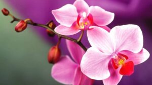 top 20 loai hoa dep nhat the gioi co 1 loai moc day o viet nam 202107231833227986